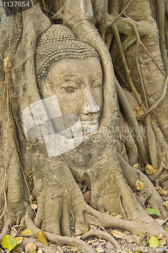 Image of Buddha tree