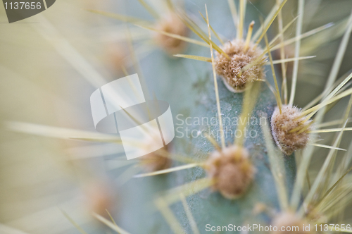 Image of Cactus
