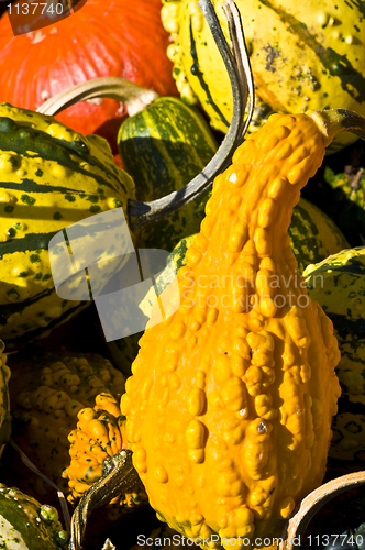 Image of Pumpkins