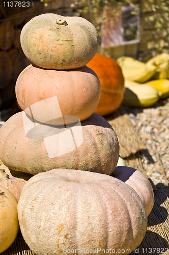 Image of Pumpkins