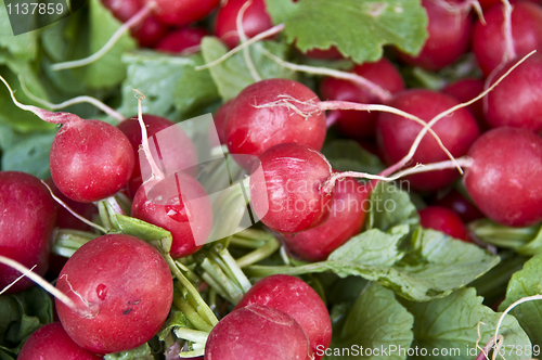 Image of Radish
