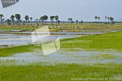 Image of Rice fields