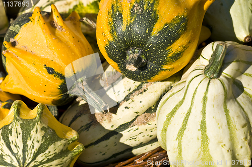 Image of Pumpkins