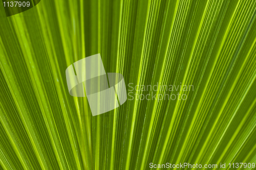 Image of Macro of a leaf
