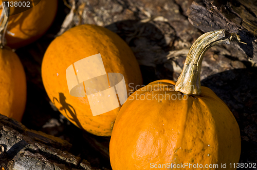 Image of Pumpkins