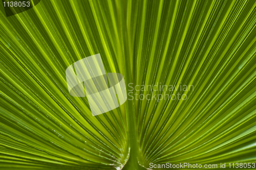 Image of Macro of a leaf