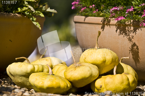 Image of Pumpkins