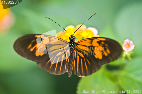 Image of Butterfly