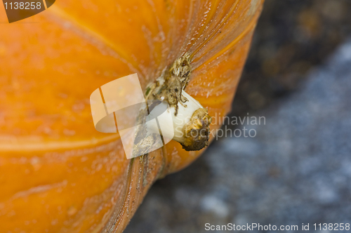 Image of Pumpkin