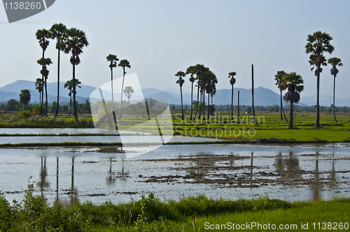 Image of Rice fields