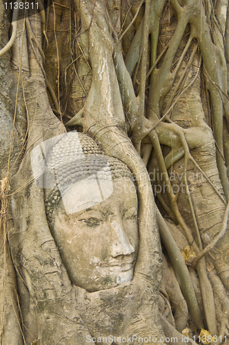 Image of Buddha tree