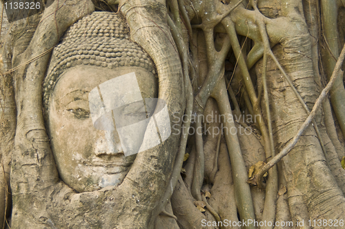 Image of Buddha tree