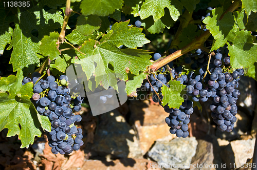 Image of Grapes