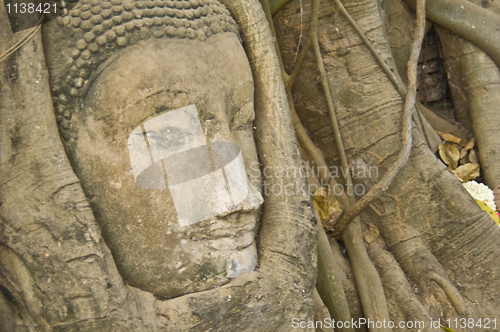 Image of Buddha tree