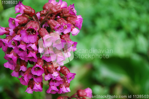 Image of Pink flower