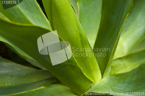 Image of Macro of a leaf