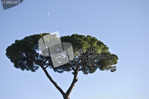 Image of Stone pine