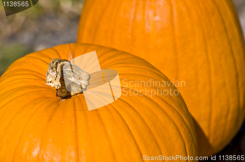 Image of Pumpkins