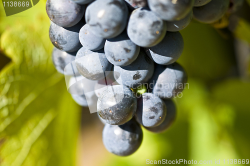 Image of Grapes