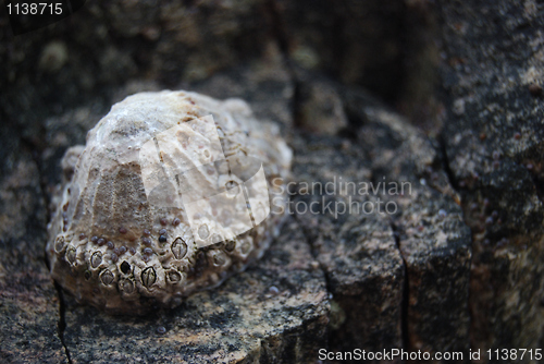 Image of Shells