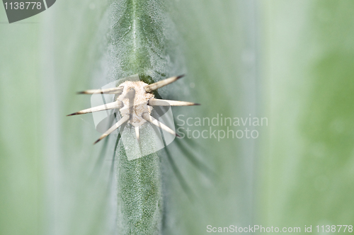 Image of Cactus