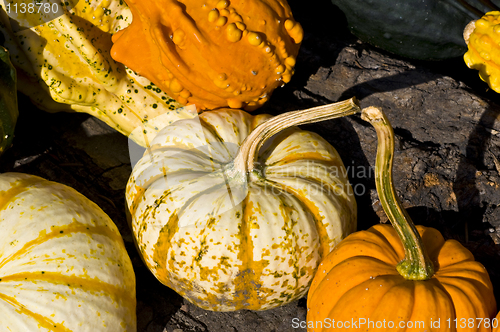 Image of Pumpkins