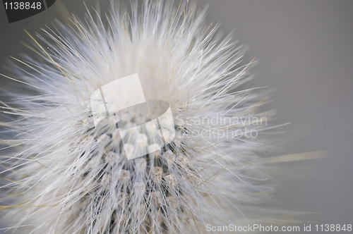 Image of Cactus