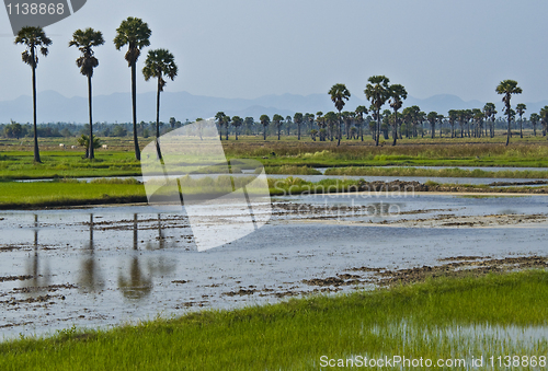 Image of Rice fields