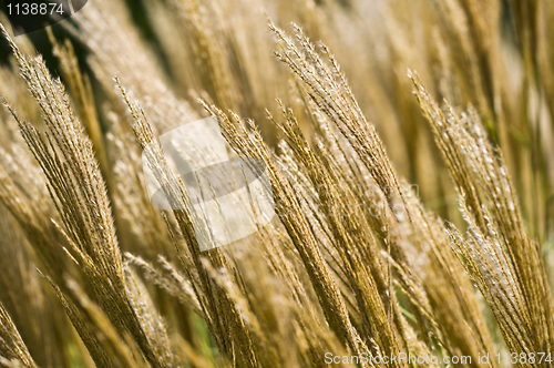 Image of Cereal