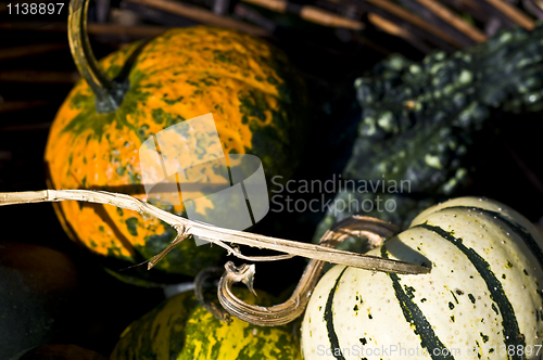 Image of Pumpkins