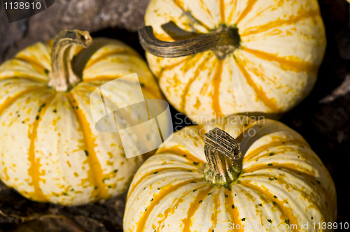 Image of Pumpkins