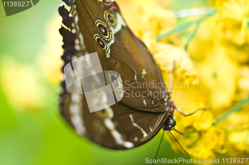 Image of Butterfly