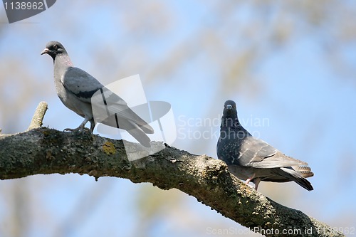 Image of doves