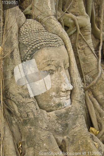 Image of Buddha tree