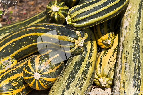 Image of Pumpkins