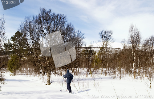 Image of Cross Country Skiing