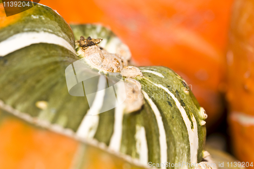 Image of Pumpkins