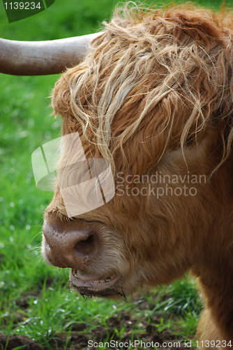 Image of Highland bull