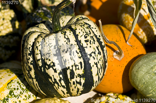 Image of Pumpkins