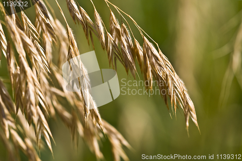 Image of Cereal
