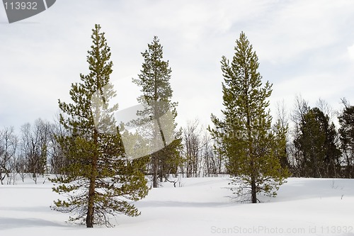 Image of Snow and Trees
