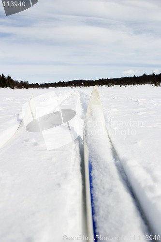 Image of Cross Country Skiing