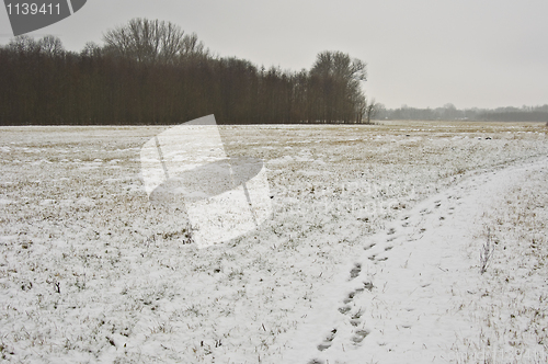 Image of Winter landscape