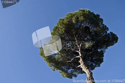 Image of Stone pine
