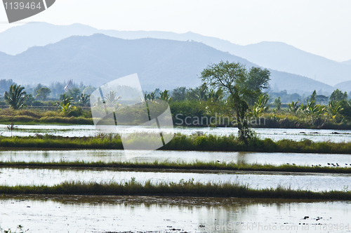 Image of Rice fields