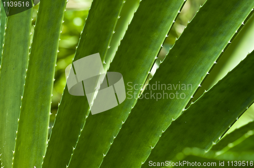 Image of Macro of a leaf
