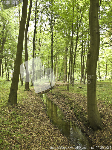 Image of Walk in the Park