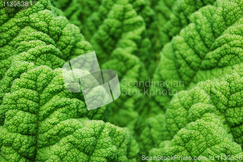 Image of Just green