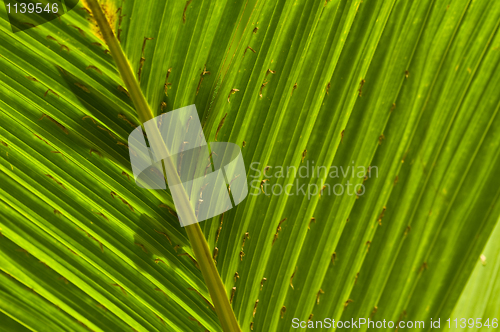 Image of Macro of a leaf