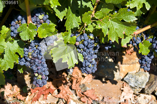 Image of Grapes